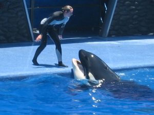 Sea World Orlando trainer killed