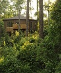 treehosue