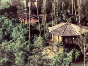 treehouse disney